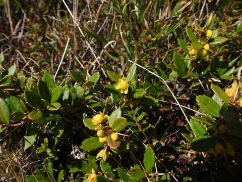 Image de Berberis kawakamii Hayata