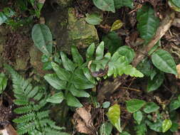 Image of Asplenium wrightii Eaton ex Hook.