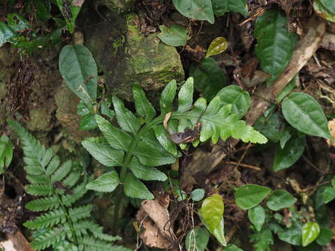 Plancia ëd Asplenium wrightii Eaton ex Hook.