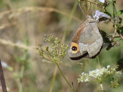 Image of Autumn Ringlet