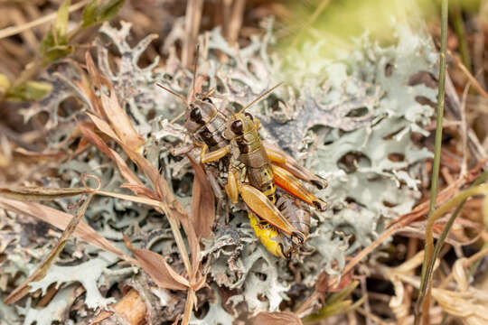 Image of Podisma amedegnatoae Fontana & Pozzebon 2007