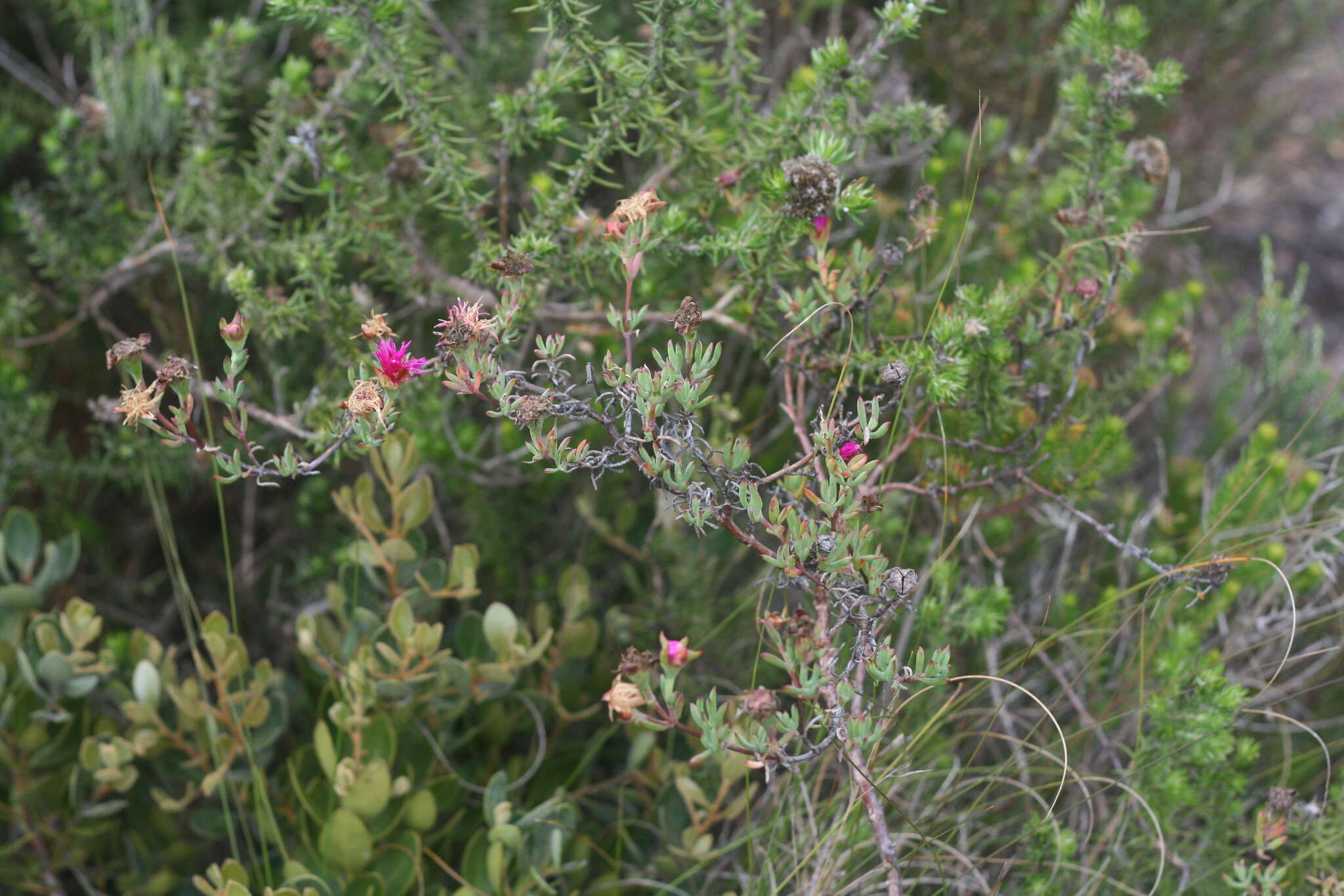 Image of Lampranthus zeyheri (Salm-Dyck) N. E. Br.