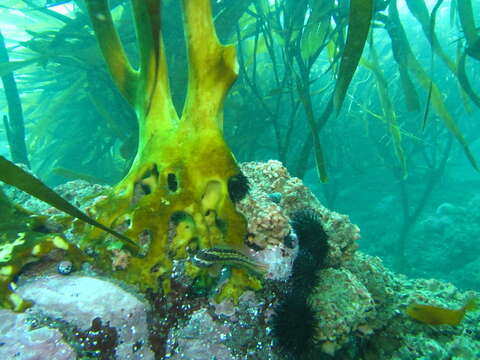 Image of Giant blenny