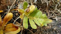 Polypodium cambricum L.的圖片