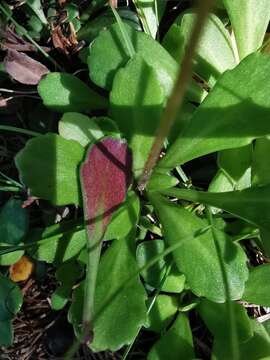 Image of Saxifraga cuneifolia L.