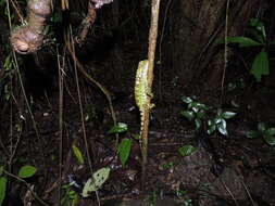 Image de Enyalioides touzeti Torres-carvajal, Almendáriz, Valencia, Yúnez-muños & Reyes 2008