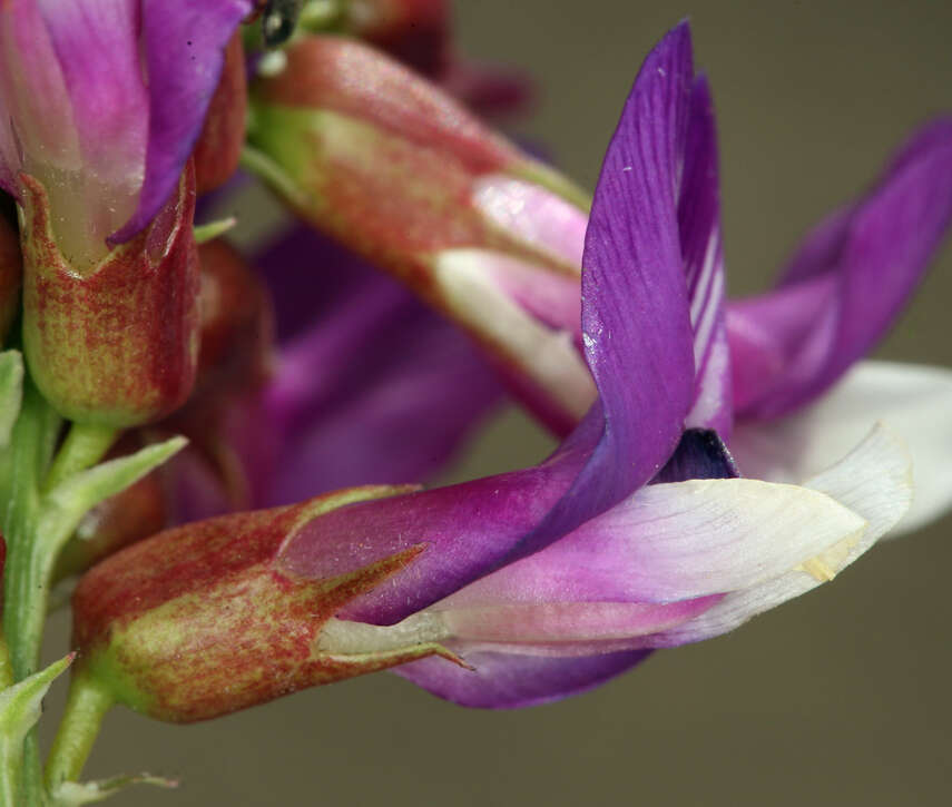 Image of Astragalus oophorus var. oophorus