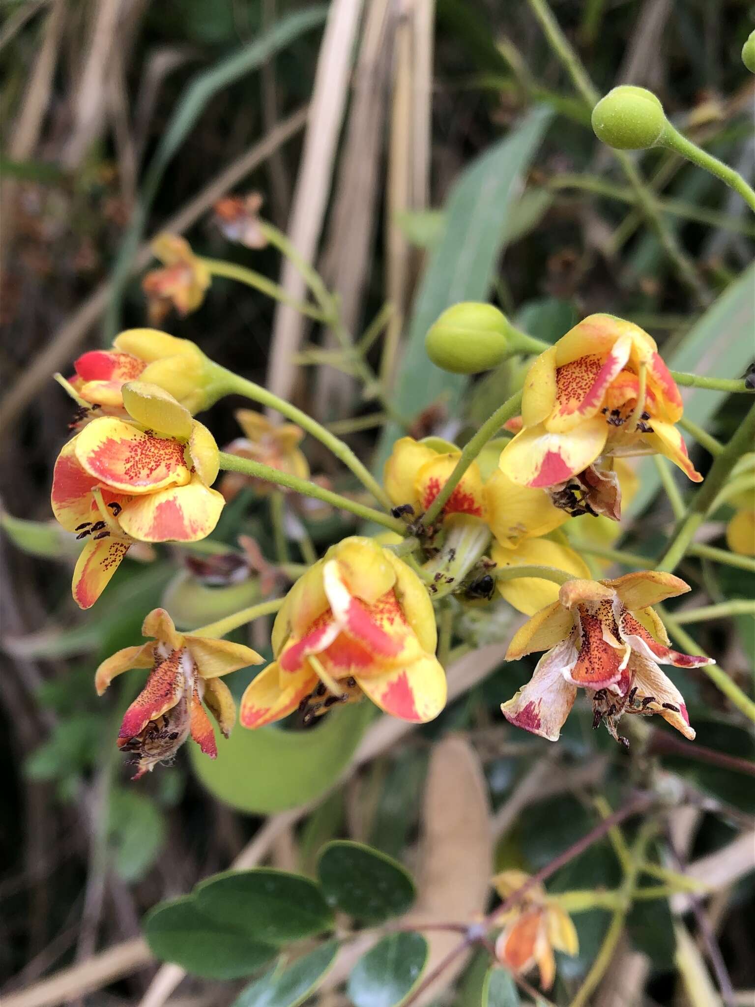 Image of <i>Erythrostemon yucatanensis</i>