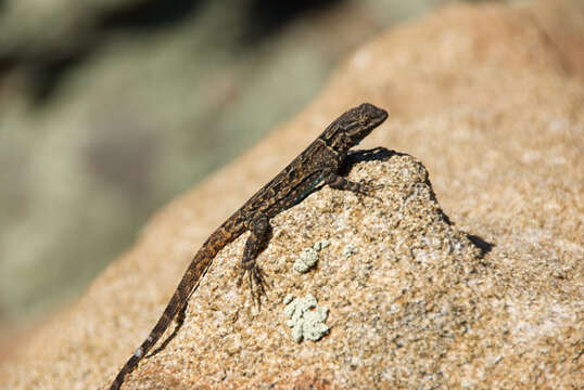 Image of Urosaurus ornatus schottii (Baird 1858)