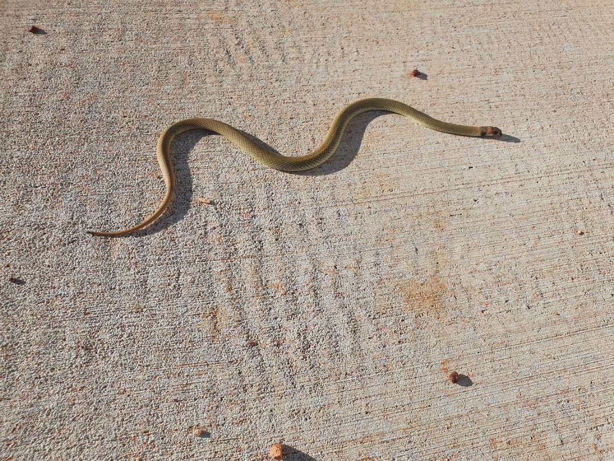 Image of Ringed Brown Snake