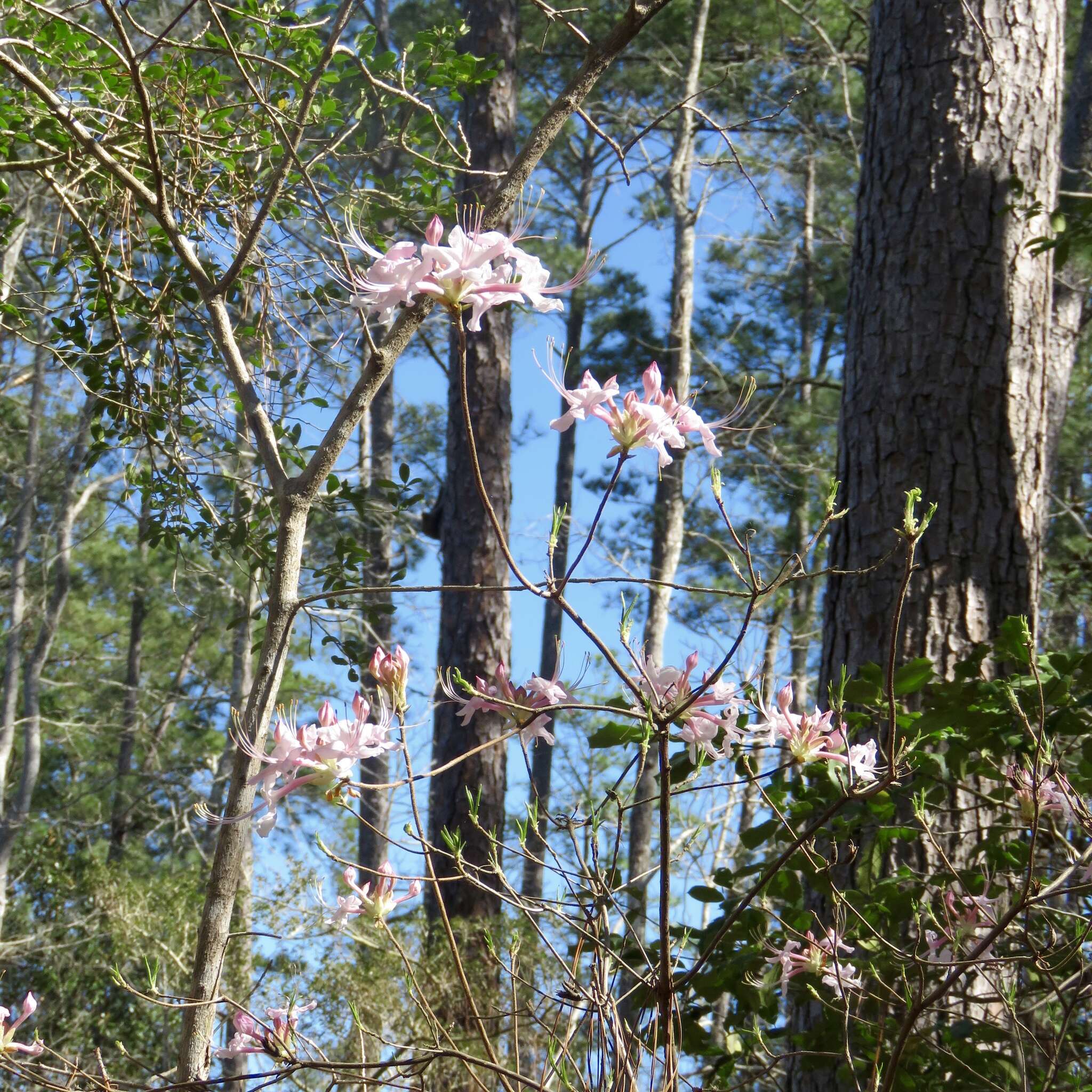 Image of mountain azalea