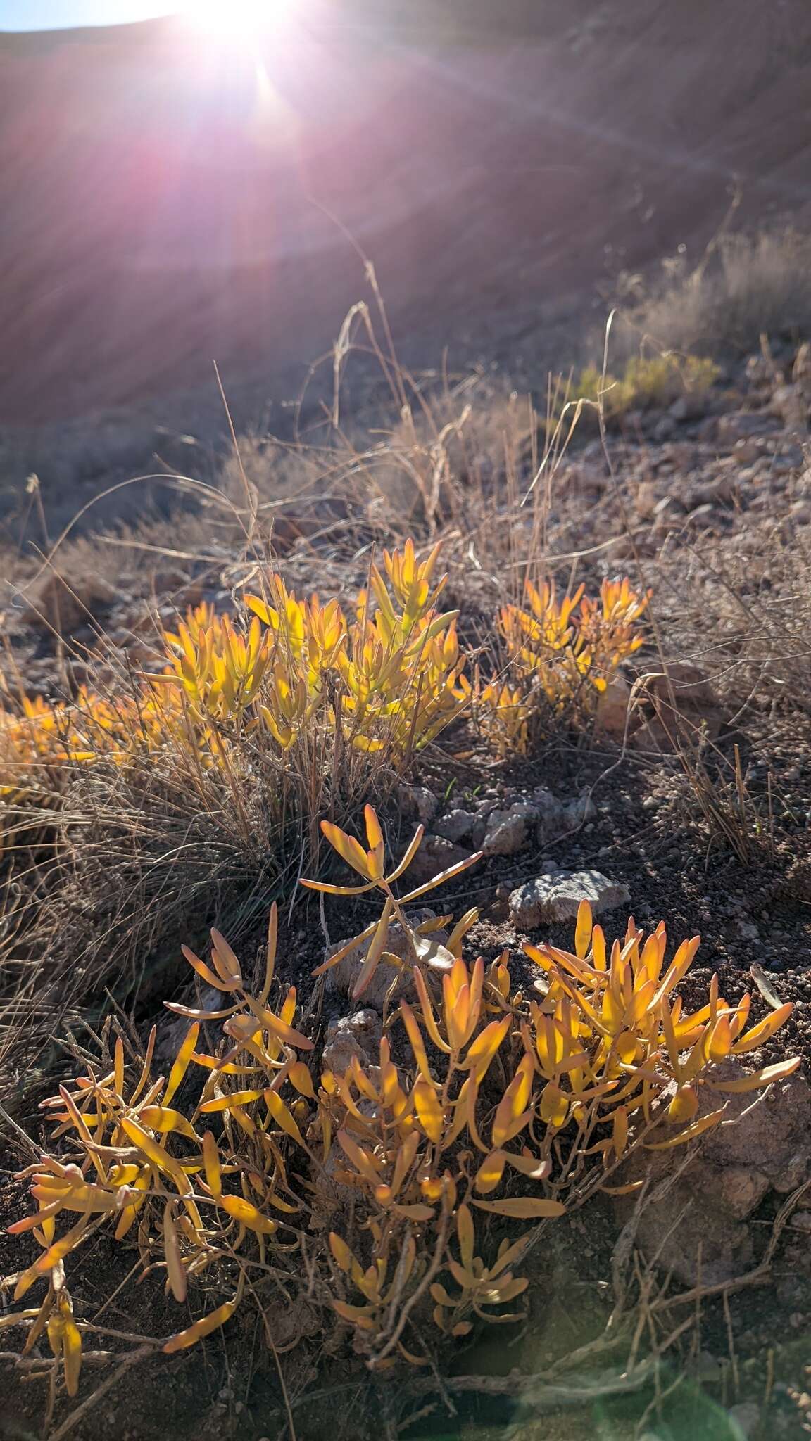 Plancia ëd Grayia brandegeei A. Gray