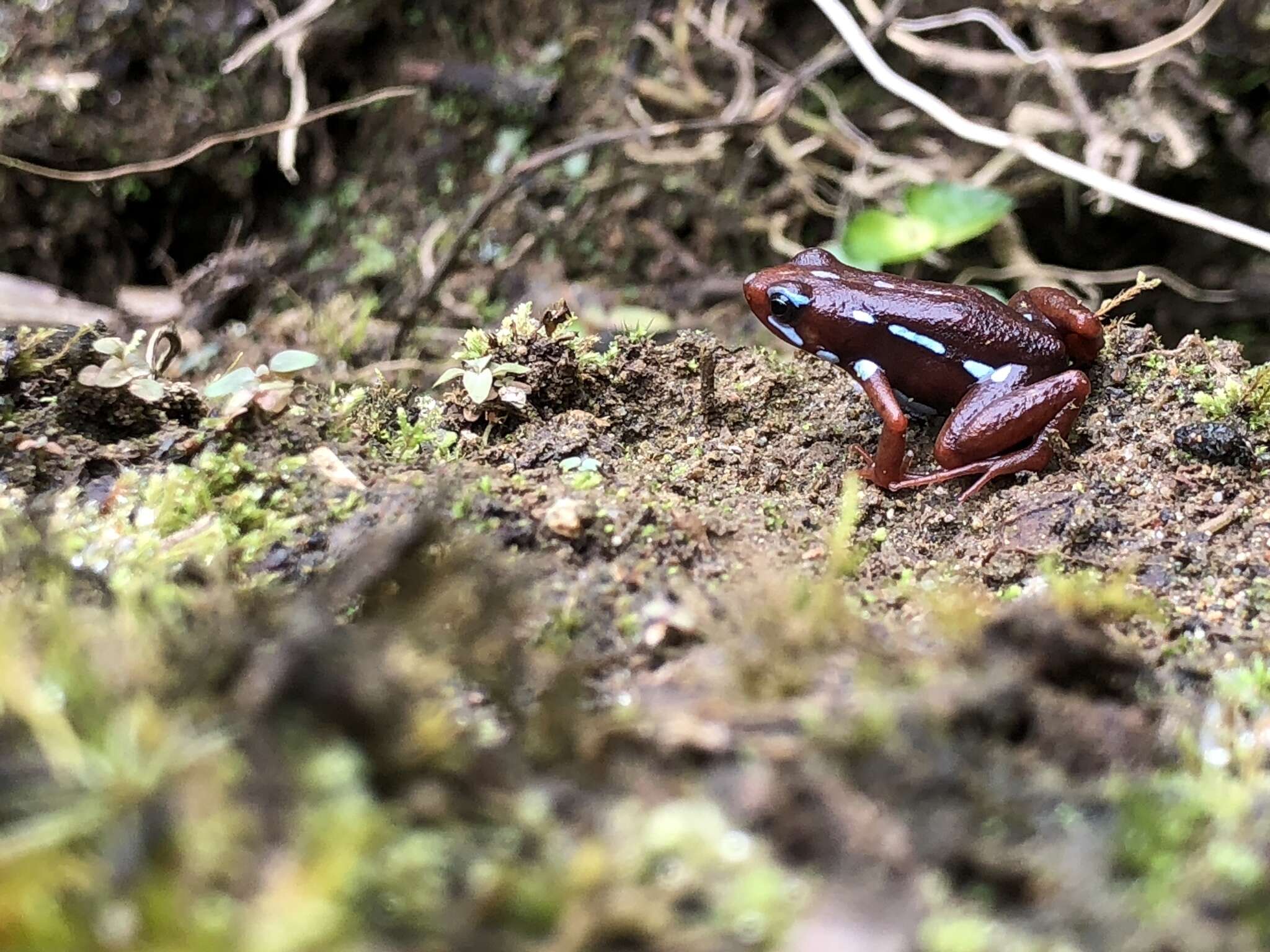 Image of Anthony's Poison-Arrow Frog