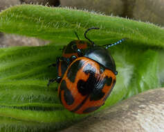 Image of Swamp Milkweed Leaf Beetle