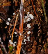 Sivun Mycena albidocapillaris Grgur. & T. W. May 1997 kuva