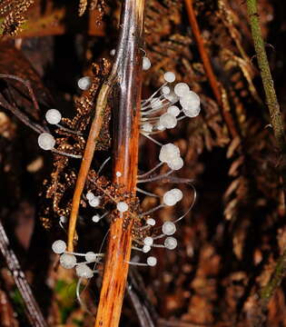 Image of Mycena albidocapillaris Grgur. & T. W. May 1997