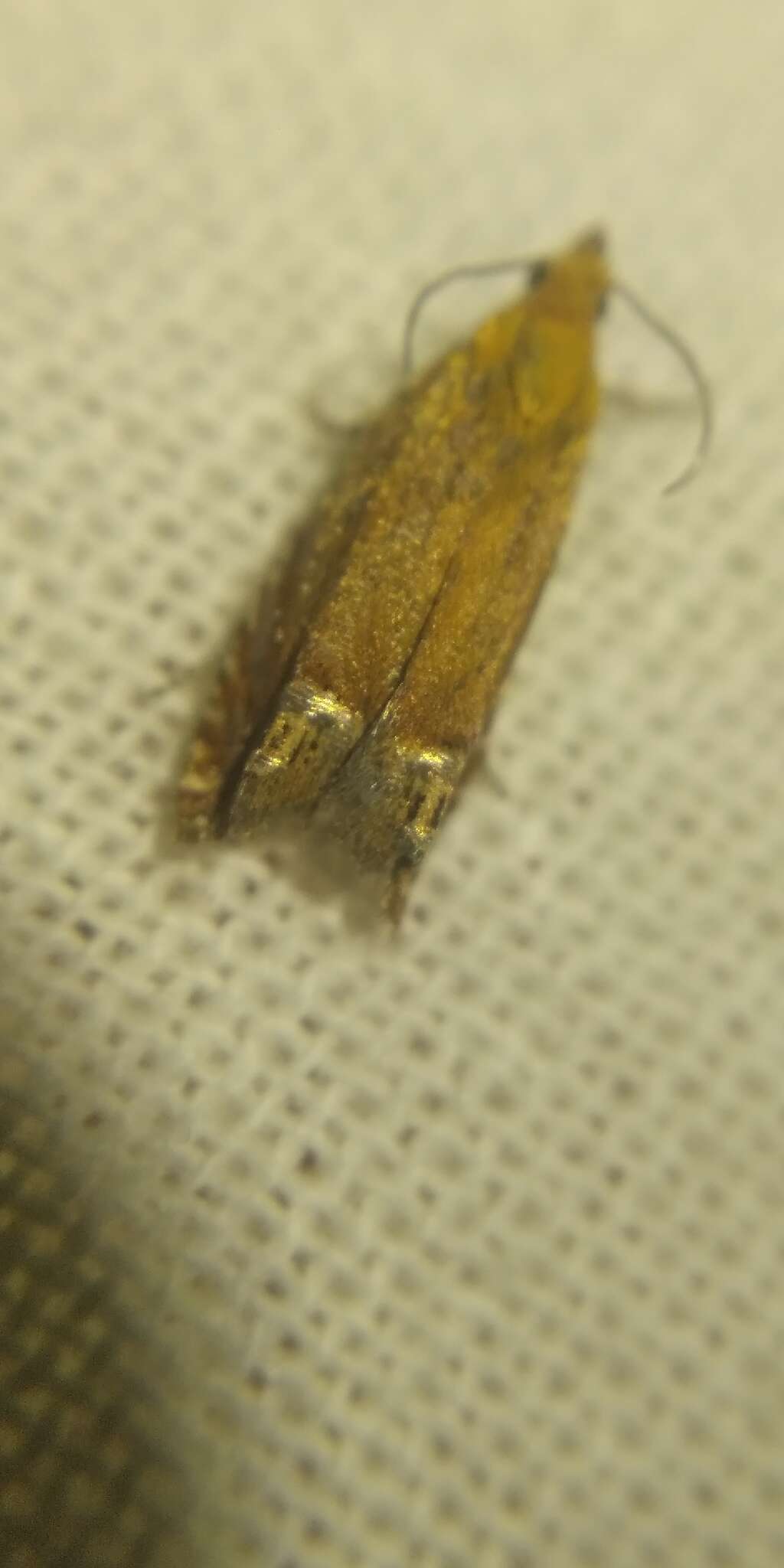 Image of Lathronympha