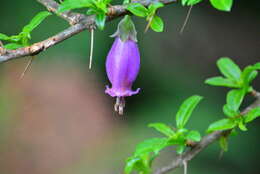 Image of Latua pubiflora (Griseb.) Baill.