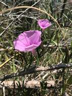 Слика од Ipomoea sagittata Poir.