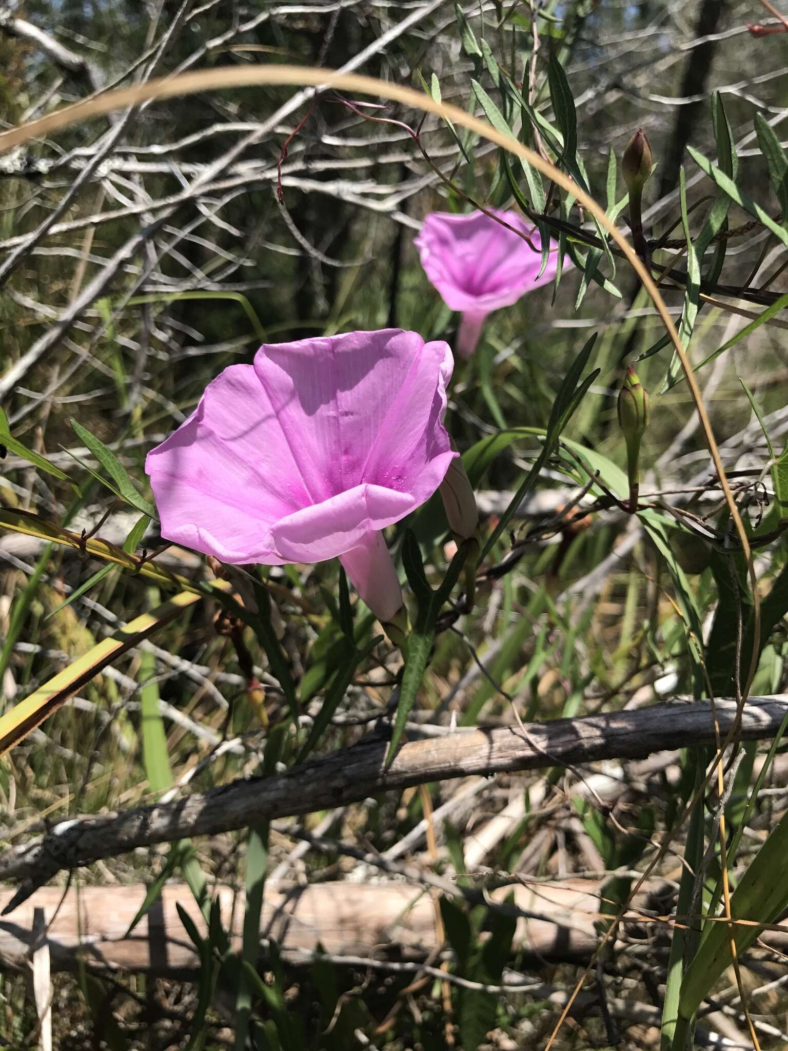 Слика од Ipomoea sagittata Poir.