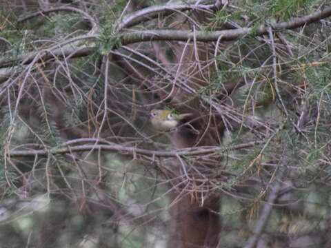 Image of Goldcrest