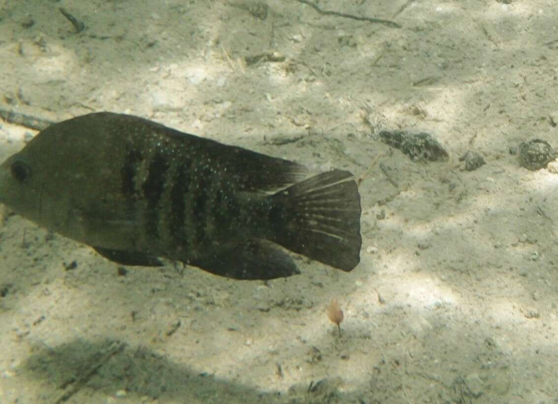 Image of Minckley's cichlid