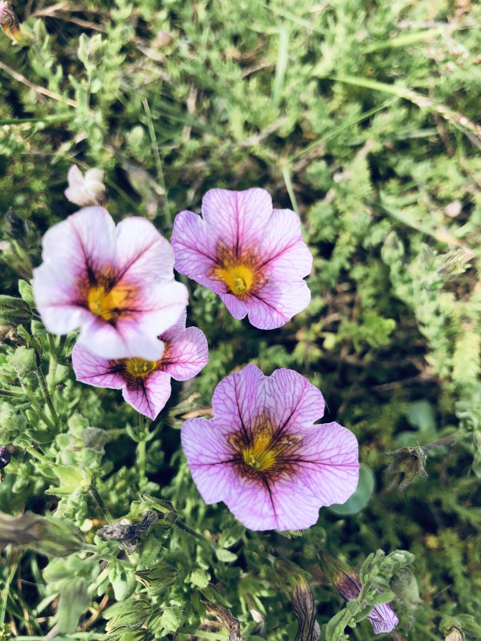 Image of Calibrachoa pubescens (Spreng.) Stehmann