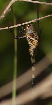 Слика од Orthetrum stemmale (Burmeister 1839)