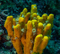 Image of Mediterranean mermaid's glove