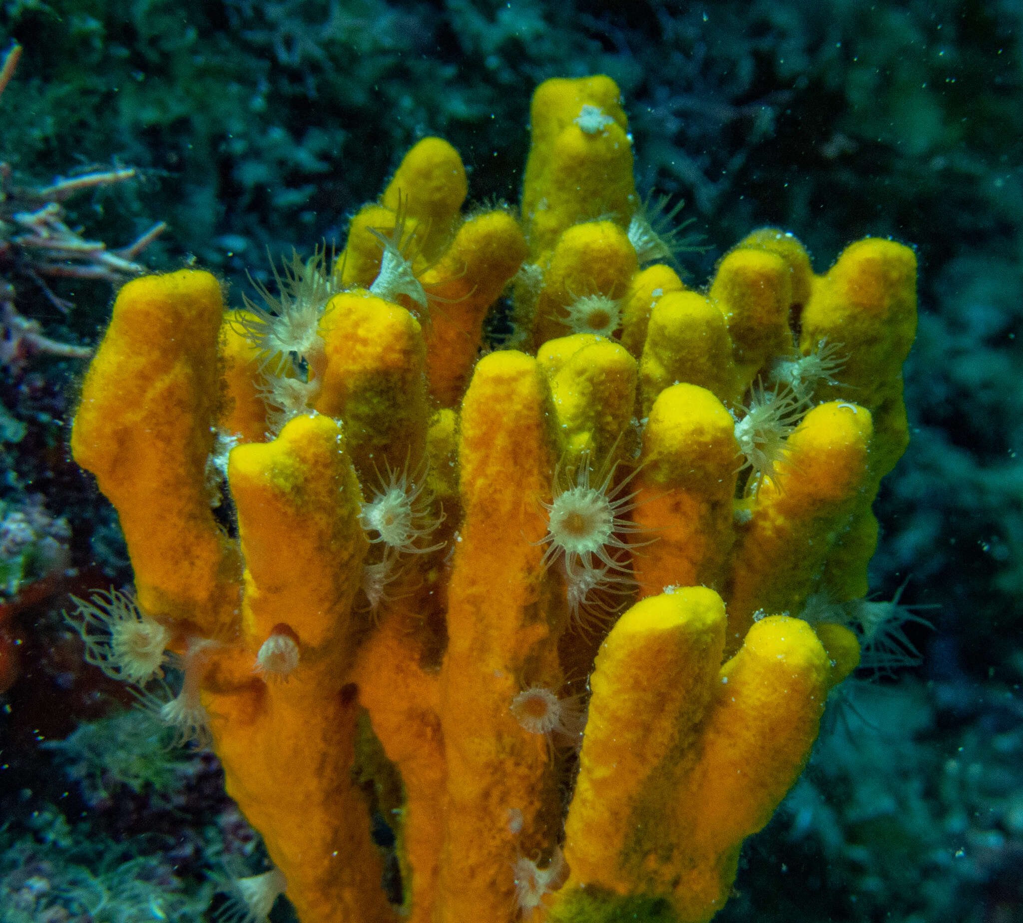 Image of Mediterranean mermaid's glove