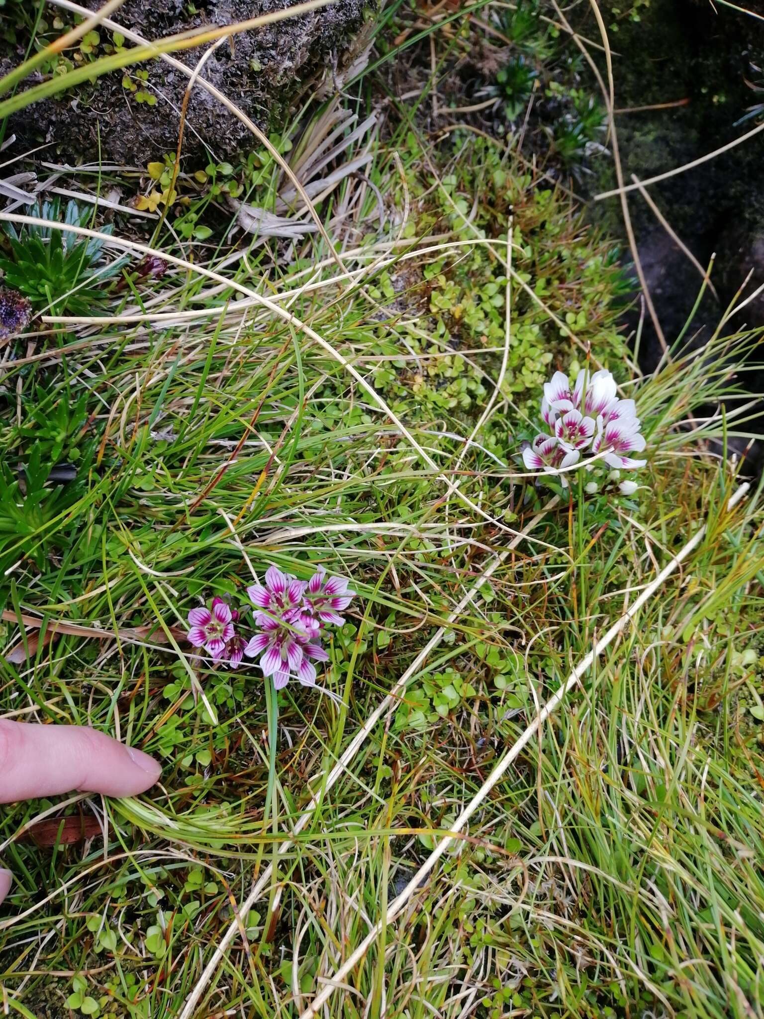 Image of Gentianella cerina (Hook. fil.) T. N. Ho & S. W. Liu