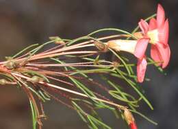 Sivun Oxalis leptogramma Salter kuva