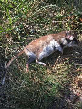 Image of European Garden Dormouse