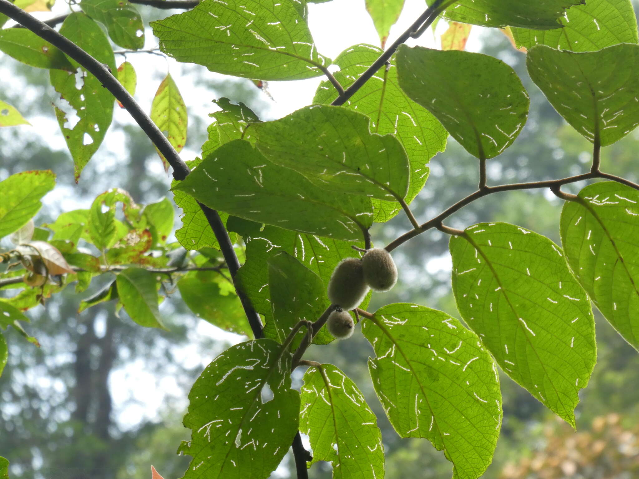 Image of Actinidia eriantha Benth.