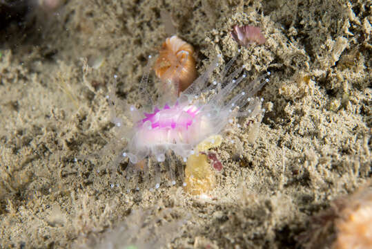 Image of Caryophyllia subgen. Caryophyllia Lamarck 1801