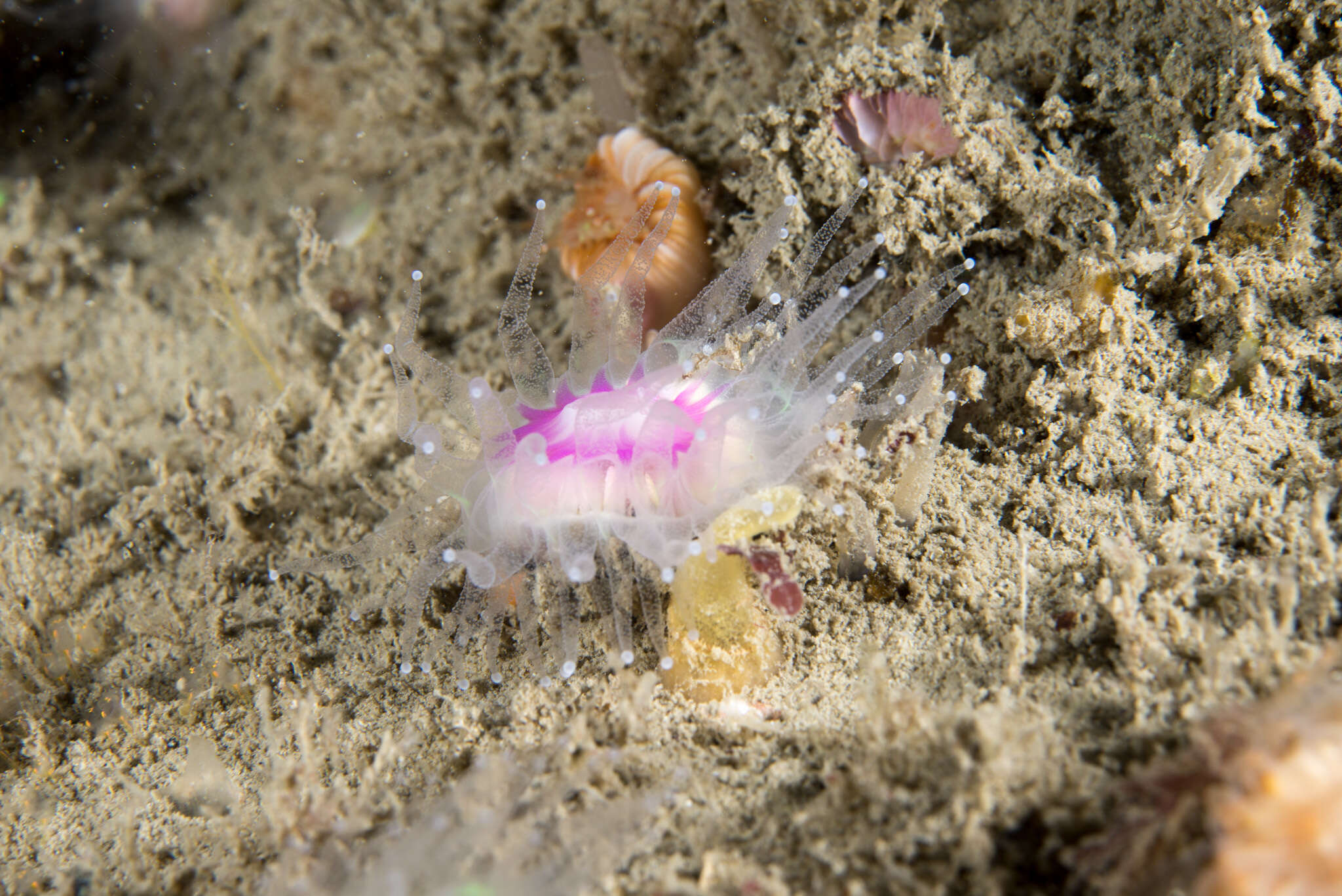 Image of Caryophyllia subgen. Caryophyllia Lamarck 1801