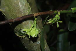 Imagem de Epidendrum aggregatum Lindl.