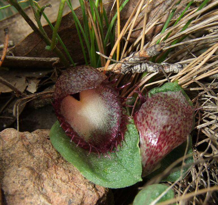 Image of Bristly helmet orchid