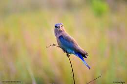 Imagem de Coracias benghalensis benghalensis (Linnaeus 1758)