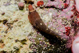 Image of New Zealand urchin clingfish