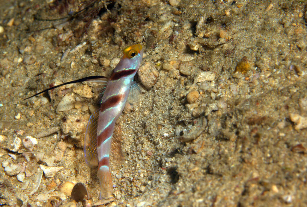 Image of Black-ray goby