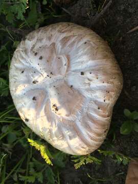 Image de Agaric de Bernard