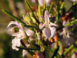 Plancia ëd Salvia rosmarinus Schleid.