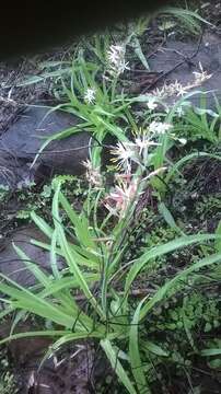 Image of Chlorophytum borivilianum Santapau & R. R. Fern.