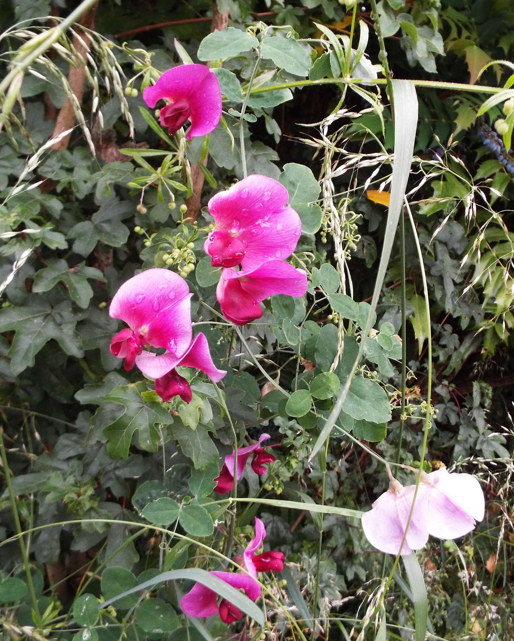 Image of Everlasting-Pea