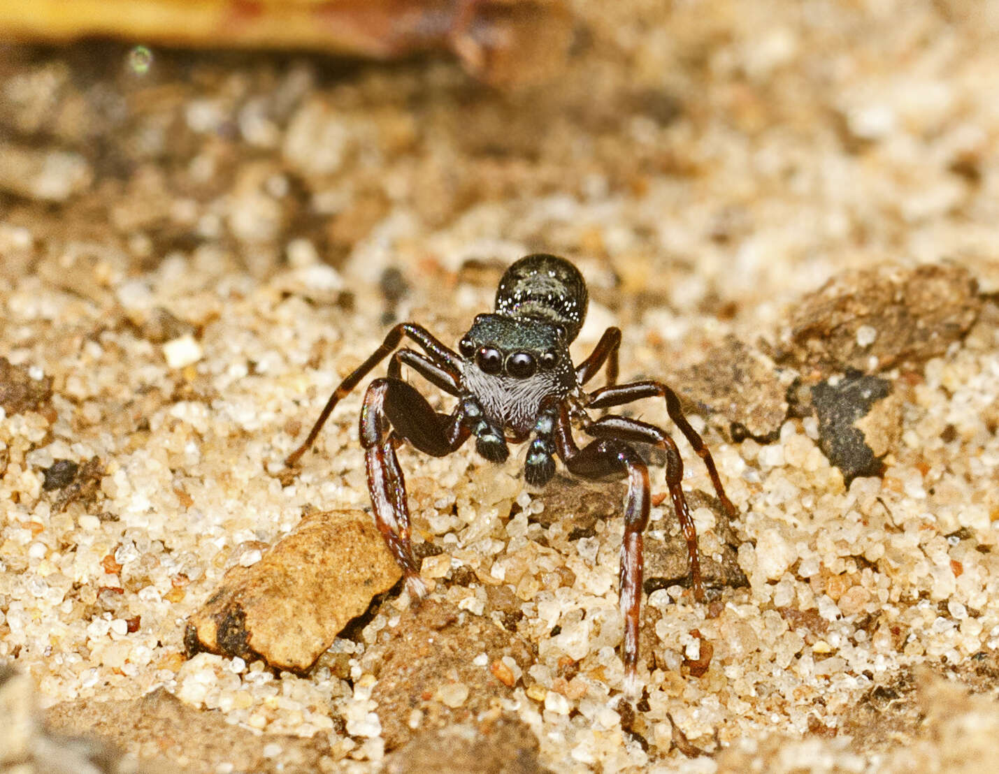 Image of Adoxotoma nitida Gardzińska & Zabka 2010