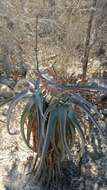 Aloe divaricata A. Berger resmi