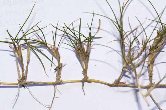 Image of Zoysia minima (Colenso) Zotov