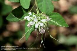 Image of Bauhinia divaricata L.