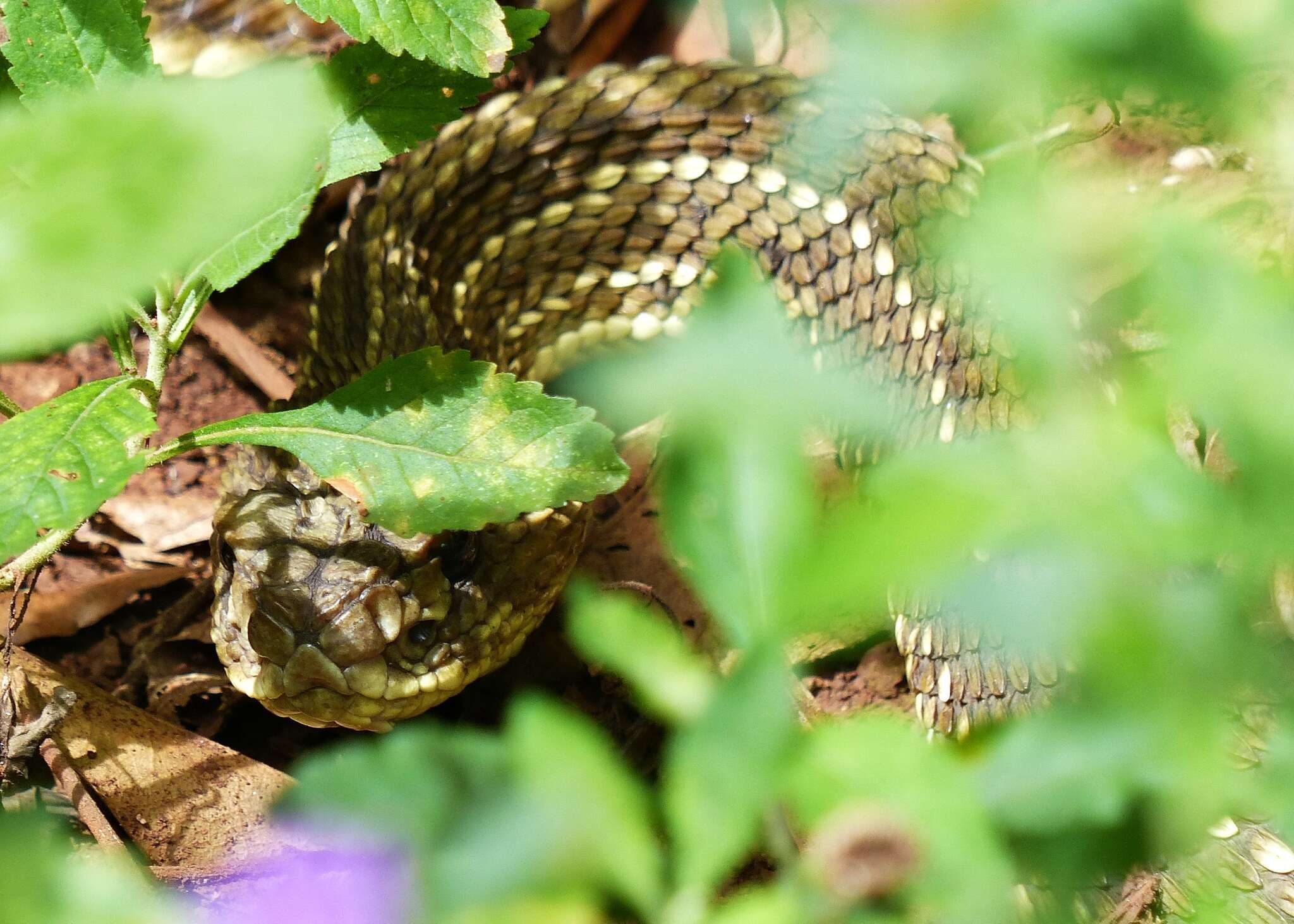 صورة Crotalus durissus terrificus (Laurenti 1768)